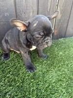 Canelo, a male French Bulldog for sale in Compton, CA – 2 of 9