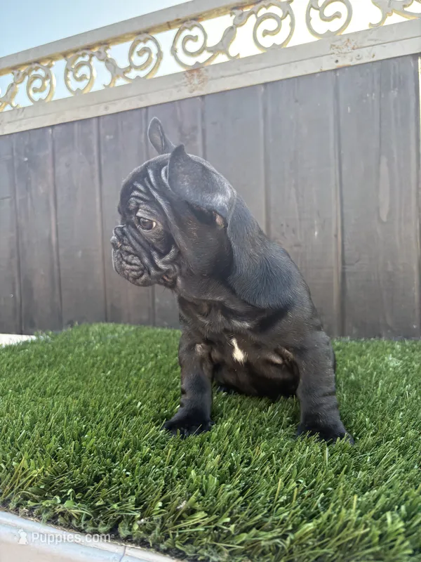 Princess  – French Bulldog puppy for sale in Compton, CA