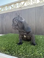 Princess , a female French Bulldog for sale in Compton, CA – 1 of 10