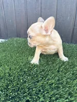 Baby, a male French Bulldog for sale in Compton, CA – 6 of 9