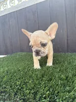 Baby, a male French Bulldog for sale in Compton, CA – 8 of 9