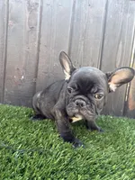 Canelo, a male French Bulldog for sale in Compton, CA – 3 of 9