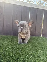 Blue, a male French Bulldog for sale in Compton, CA – 6 of 10
