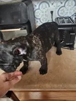 Puppy 3, a female French Bulldog for sale in Indianapolis, IN – 3 of 3