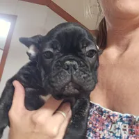 Puppy 3, a female French Bulldog for sale in Indianapolis, IN – 1 of 3