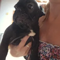 Puppy 3, a female French Bulldog for sale in Indianapolis, IN – 2 of 3