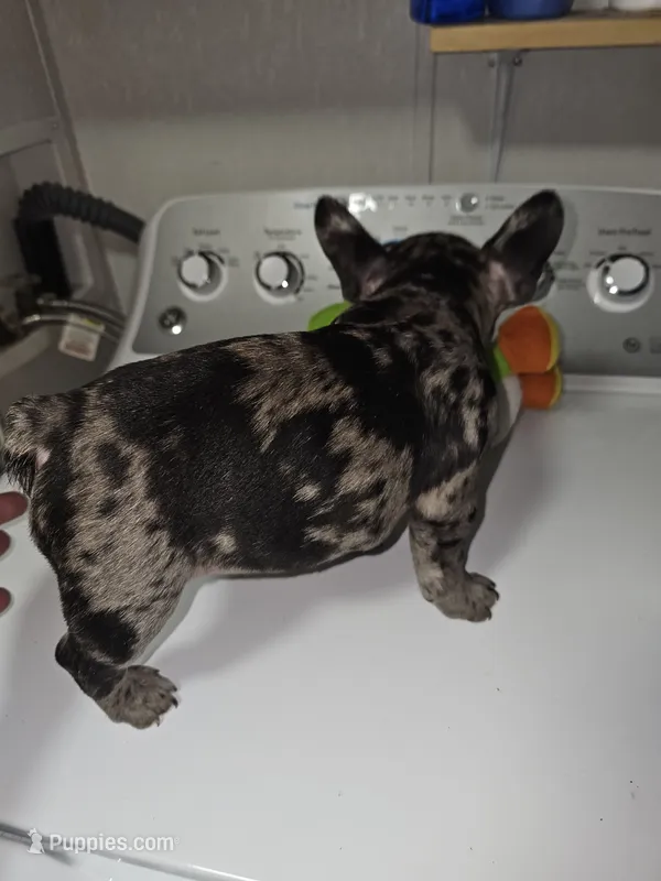Puppy 1 – French Bulldog puppy for sale in Indianapolis, IN