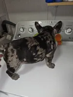 Puppy 1, a male French Bulldog for sale in Indianapolis, IN – 1 of 3