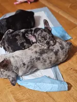 Puppy 1, a male French Bulldog for sale in Indianapolis, IN – 3 of 3