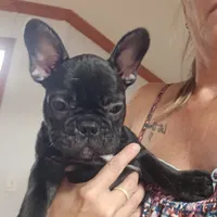 Puppy 2, a female French Bulldog for sale in Indianapolis, IN – 3 of 3