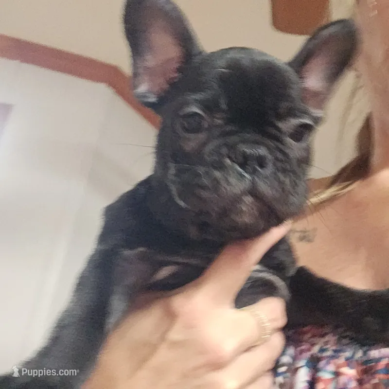 Puppy 2 – French Bulldog puppy for sale in Indianapolis, IN