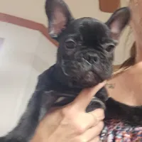 Puppy 2, a female French Bulldog for sale in Indianapolis, IN – 1 of 3