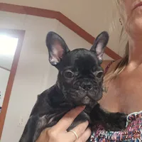 Puppy 2, a female French Bulldog for sale in Indianapolis, IN – 2 of 3