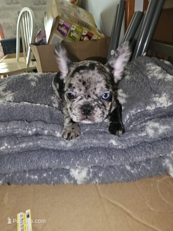 Puppy 1 – French Bulldog puppy for sale in Indianapolis, IN