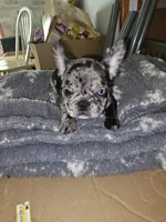 Puppy 1, a male French Bulldog for sale in Indianapolis, IN – 2 of 3