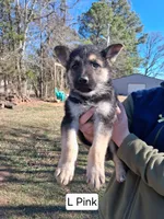 Light Pink, a female German Shepherd Dog for sale in Washington, GA – Photo 3 of 7