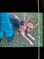 Light Pink, a female German Shepherd Dog for sale in Washington, GA – Photo 6 of 7