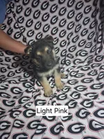 Light Pink, a female German Shepherd Dog for sale in Washington, GA – Photo 5 of 7