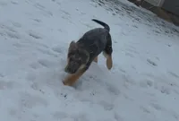 Light Pink, a female German Shepherd Dog for sale in Washington, GA – Photo 1 of 7