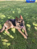 Light Pink, a female German Shepherd Dog for sale in Washington, GA – Photo 7 of 7