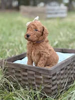 Kendra , a female Goldendoodle for sale in Hamptonville, NC – Photo 2 of 3