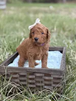 Kendra , a female Goldendoodle for sale in Hamptonville, NC – Photo 3 of 3