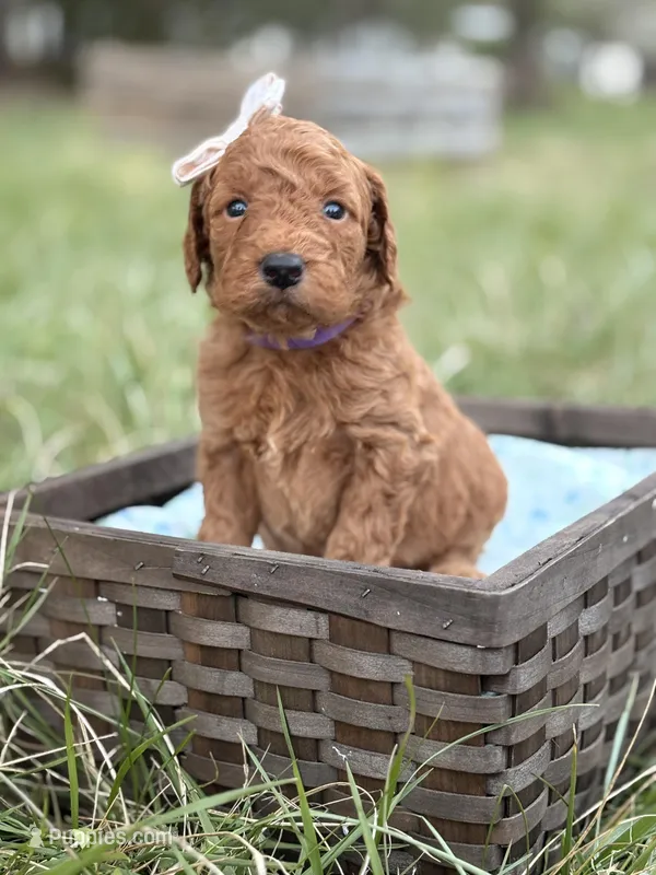 Kendra  – Goldendoodle puppy for sale in Hamptonville, NC