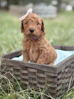Kendra , a female Goldendoodle for sale in Hamptonville, NC – Photo 1 of 3