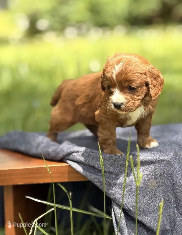 Sandy – Cavapoo puppy for sale in Hamptonville, NC