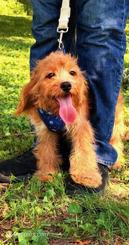 Eli – Cavapoo puppy for sale in Hamptonville, NC