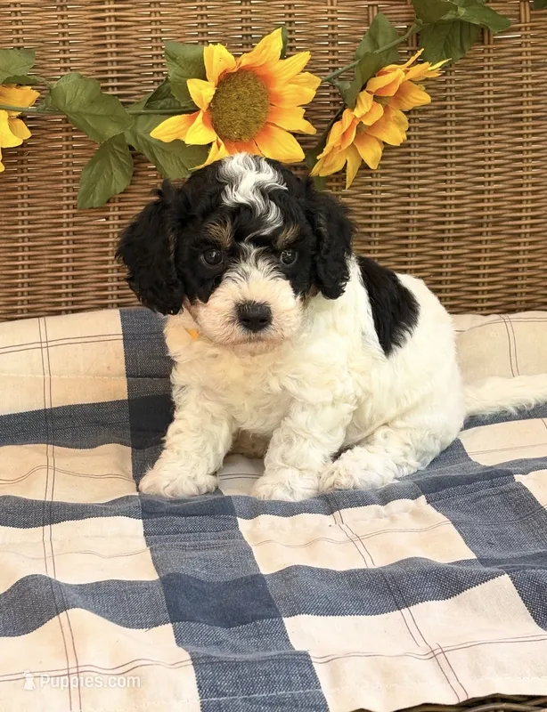 Abbi – Cavapoo puppy for sale in Hamptonville, NC