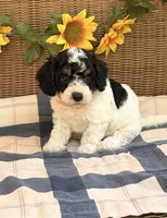 Abbi, a female Cavapoo for sale in Hamptonville, NC – 1 of 1