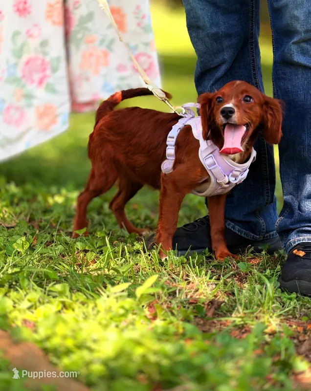 Ester – Cavapoo puppy for sale in Hamptonville, NC