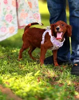 Ester, a female Cavapoo for sale in Hamptonville, NC – 1 of 9