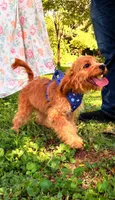 Eli, a male Cavapoo for sale in Hamptonville, NC – 3 of 3