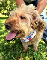 Ashley , a female Miniature Goldendoodle for sale in Hamptonville, NC – 4 of 8
