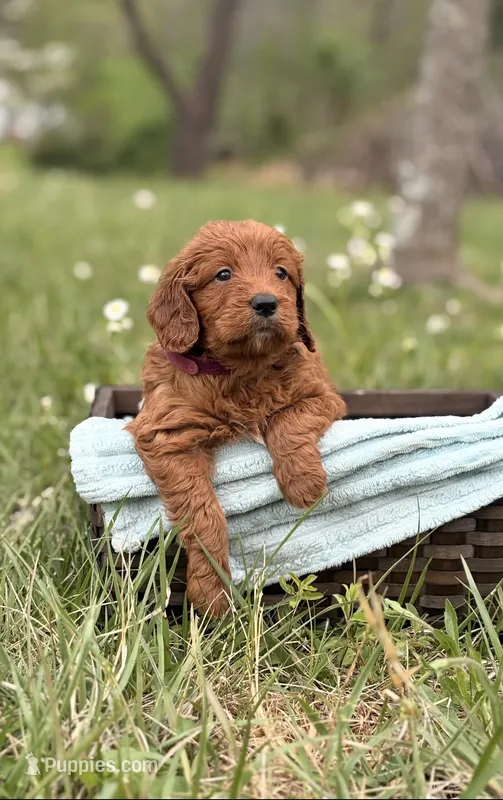 Alani – Goldendoodle puppy for sale in Hamptonville, NC