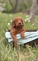 Alani, a female Goldendoodle for sale in Hamptonville, NC – 1 of 1