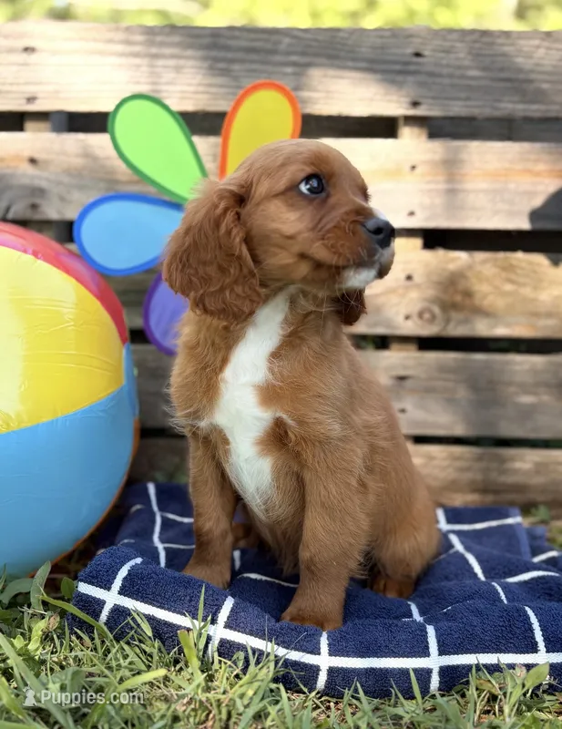 Sam – Cavapoo puppy for sale in Hamptonville, NC