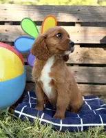 Sam, a male Cavapoo for sale in Hamptonville, NC – 1 of 1
