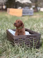 Kenny , a male Goldendoodle for sale in Hamptonville, NC – Photo 2 of 3