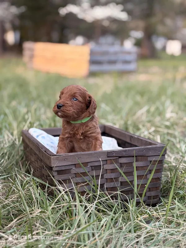 Kenny  – Goldendoodle puppy for sale in Hamptonville, NC