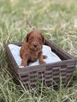 Kenny , a male Goldendoodle for sale in Hamptonville, NC – Photo 3 of 3