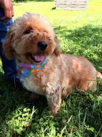 Kami , a female Miniature Goldendoodle for sale in Hamptonville, NC – 5 of 5