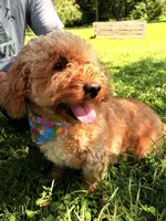 Kami , a female Miniature Goldendoodle for sale in Hamptonville, NC – 2 of 5