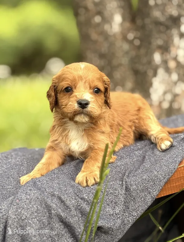 Sawyer – Cavapoo puppy for sale in Hamptonville, NC