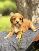Sawyer, a male Cavapoo for sale in Hamptonville, NC – 1 of 1