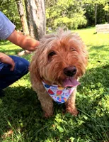 Ashley , a female Miniature Goldendoodle for sale in Hamptonville, NC – 7 of 8