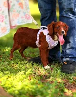 Ester, a female Cavapoo for sale in Hamptonville, NC – 9 of 9