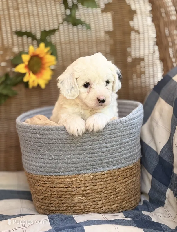 Andy – Cavapoo puppy for sale in Hamptonville, NC